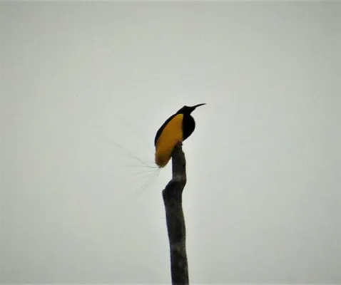 File:Twelve-wired Bird of Paradise. Seleucidis melanoleucus (48815184876).jpg