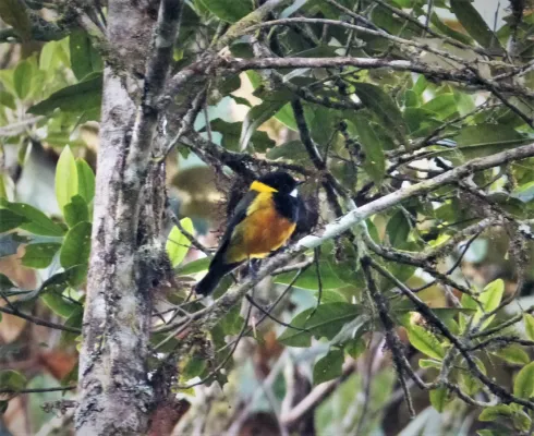 File:Regent Whistler. Pachycephala schlegelii (48814724783).jpg