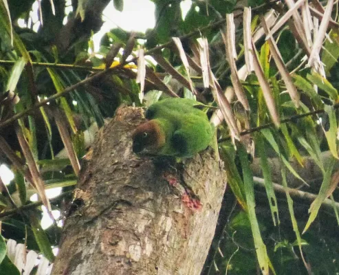 File:Red-cheeked Parrot. Geoffroyus geoffroyi female (48815083186).jpg