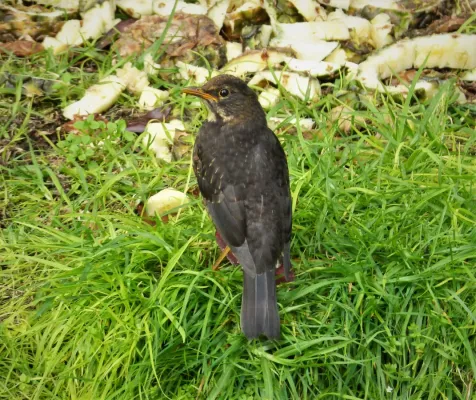 File:Island Thrush. Turdus poliocephalus (48815088586).jpg