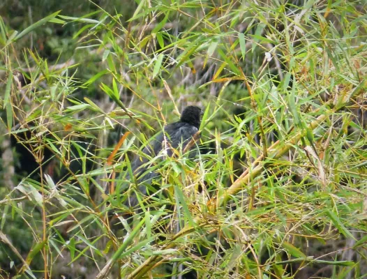 File:Lesser Black Coucal. Centropus bernsteini (48814736703).jpg