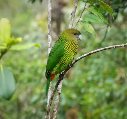 File:Brehm's Tiger Parrot, female Psittacella brehmii (48807404728).jpg