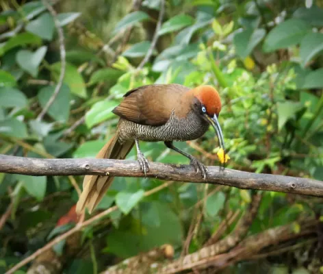 File:Brown Sicklebill female. Epimachus meyeri (48807897927).jpg