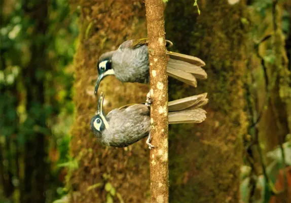 File:Belford's Melidectes. Melidectes belfordi (48754312758).jpg