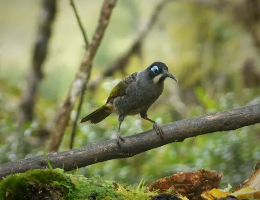 File:Belford's Melidectes. Melidectes belfordi (48754313373).jpg