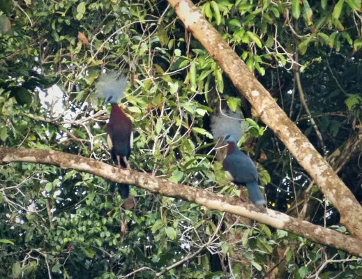 File:Sclater’s Crowned Pigeon Goura sclaterii (48749908111).jpg