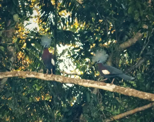File:Sclater’s Crowned Pigeon Goura sclaterii (48750094867).jpg