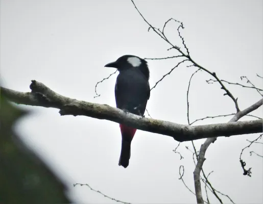 File:Lowland Peltops. Peltops blainvillii (48749586178).jpg