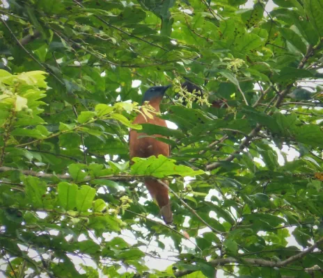 File:Grey-headed Cicadabird. Edolisoma schisticeps (48750081982).jpg