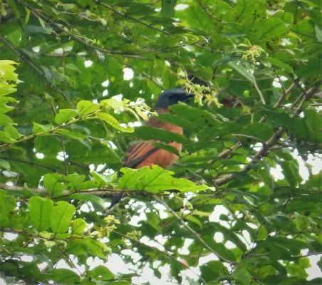 File:Grey-headed Cicadabird. Edolisoma schisticeps (48749894146).jpg
