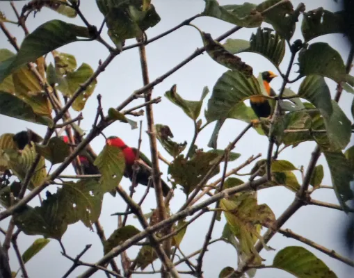 File:Black-capped Lory (Lorius lory) with Golden Mynah (Mino anais) (48750083642).jpg