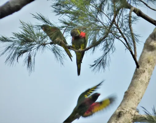 File:Coconut Lorikeets Trichoglossus haematodus, Variata National Park, Port Moresby, PNG (48743693166).jpg