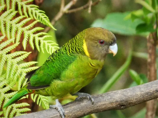 File:Brehm's Tiger Parrot. male Psittacella brehmii (48727038981).jpg