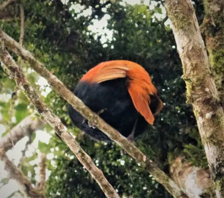 File:Crested Satinbird. Cnemophilus macgregorii (48727041671).jpg