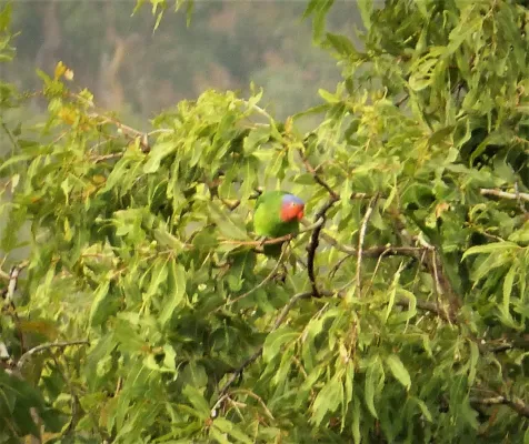 File:Red-cheeked Parrot. Geoffroyus geoffroyi (48722471286).jpg