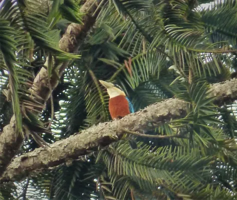 File:Rufous-bellied Kookaburra, Dacelo gaudichaud (48722637207).jpg
