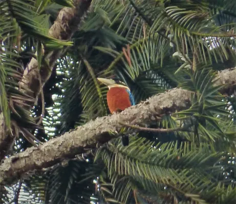 File:Rufous-bellied Kookaburra, Dacelo gaudichaud (48722123663).jpg