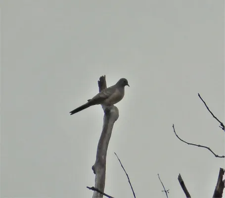 File:Peaceful Dove. Geopelia placida (48722633052).jpg