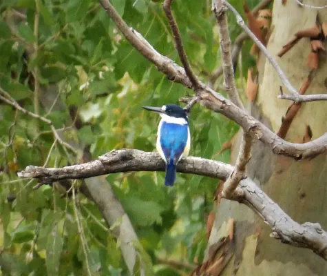 File:Forest Kingfisher. Todiramphus macleayii (48717319987).jpg