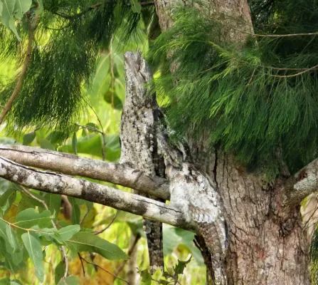 File:Papuan Frogmouth. Podargus papuensis (48716812873).jpg