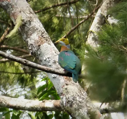 File:Pink-spotted Fruit-Dove. Ptilinopus perlatus (48704843616).jpg