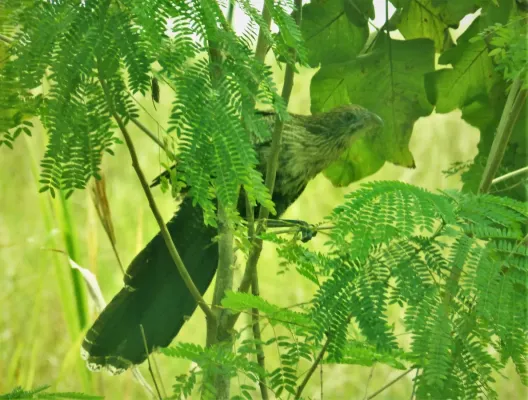 File:Pheasant Coucal. Centropus phasianinus (48704839291).jpg