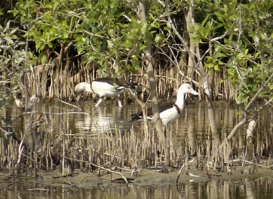File:Radjah Shelduck. (Radjah radjar) (48704838371).jpg
