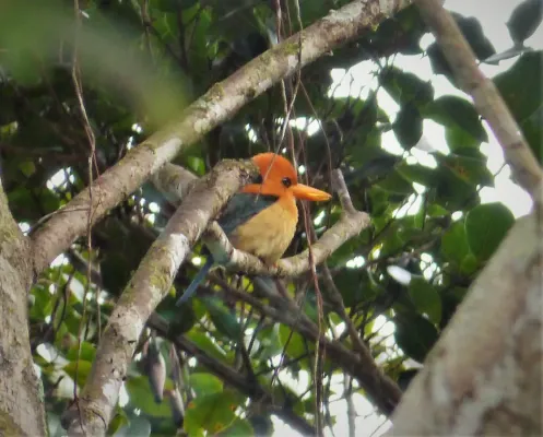 File:Yellow-billed Kingfisher. Syma torotoro (48694003237).jpg