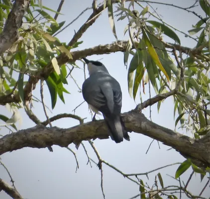 File:White-bellied Cuckooshrike. Coracina papuensis (48694011657).jpg