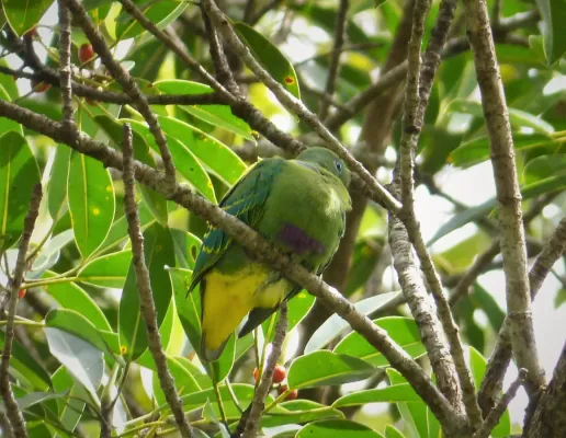 File:Dwarf Fruit Dove. Ptilinopus nainus (48693840891).jpg