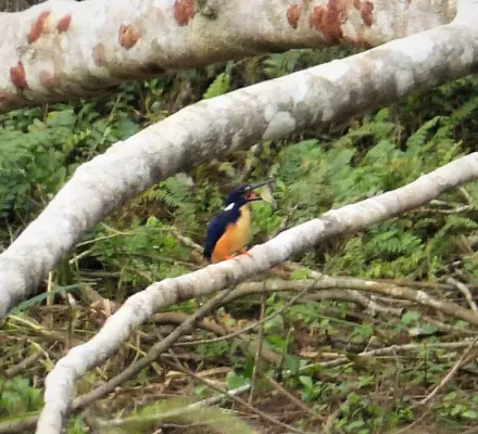 File:Azure Kingfisher. Ceyx azureus (48694016007).jpg