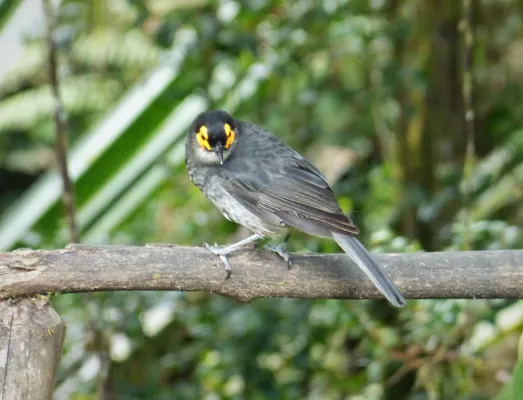 File:Common Smoky Honeyeater, Melipotes fumigatus (48677380898).jpg