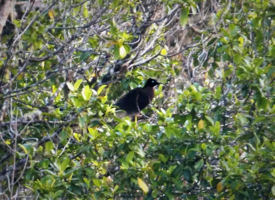 File:Black Sicklebill male. Epimachus fastosus (48670906928).jpg
