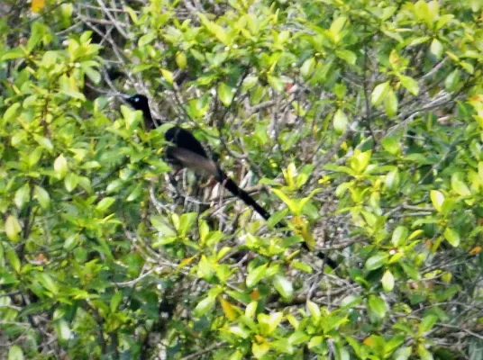File:Black Sicklebill male. Epimachus fastosus (48670907843).jpg