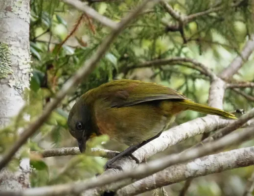 File:Rufous-naped Bellbird. Aleadryas rufinucha (48665909722).jpg