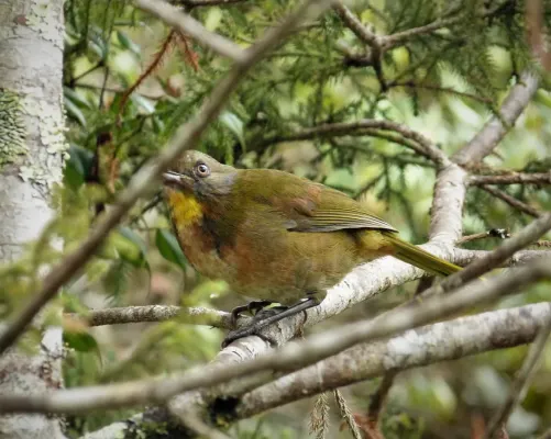 File:Rufous-naped Bellbird. Aleadryas rufinucha (48665770081).jpg