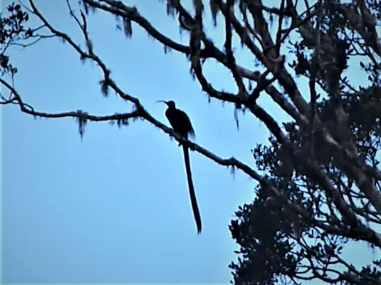 File:Brown Sicklebill male. Epimachus meyeri. (48665944112).jpg