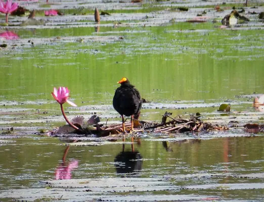 File:Dusky Moorhen. Gallinula tenebrosa (48641332576).jpg