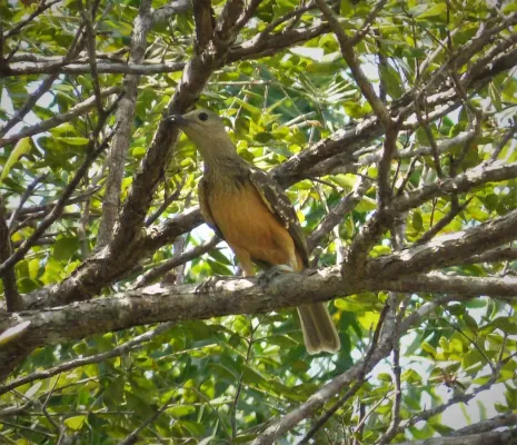 File:Fawn-breasted Bowerbird. Chlamydera cerviniventris (48630246436).jpg