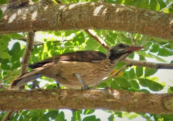 File:Australasian Figbird. Sphecotheres vieilloti , female (48623718526).jpg