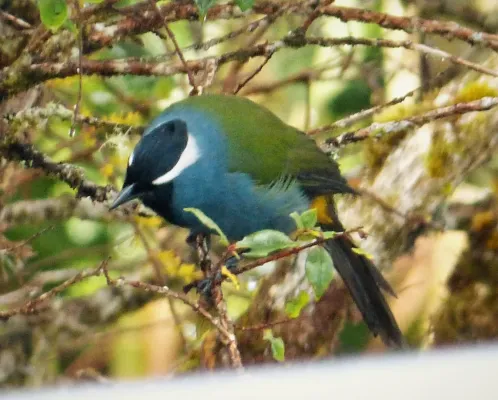 File:Eastern Crested Berrypecker. (Paramythia montium) (3)b (48616099623).jpg