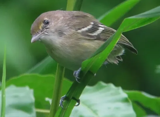 File:San Andres Vireo (Vireo caribaeus) (cropped).jpg