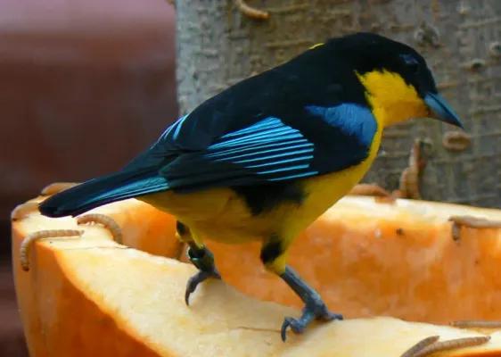 File:Anisognathus somptuosus.jpg