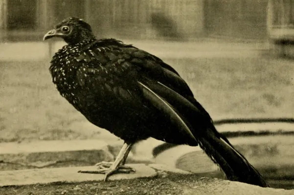 File:Orton's Guan (Penelope ortoni) (cropped).jpg