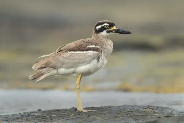 File:Beach Stone-Curlew (Esacus magnirostris), Long Reef, New South Wales, Australia.jpg