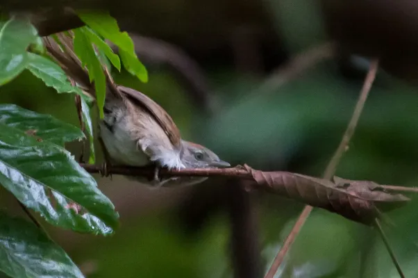 File:Synallaxis beverlyae - Rio Orinoco Spinetail; eastern Venezuela.jpg
