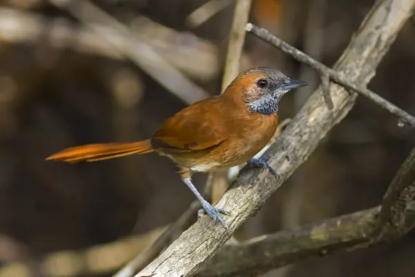 File:Synallaxis kollari - Hoary-throated Spinetail; Amajari, Roraima, Brazil.jpg