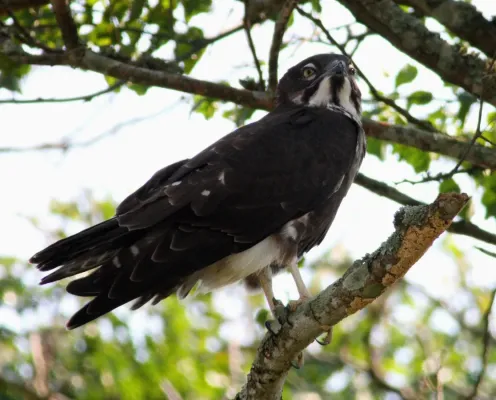 File:MacheiramphusAlcinus.jpg