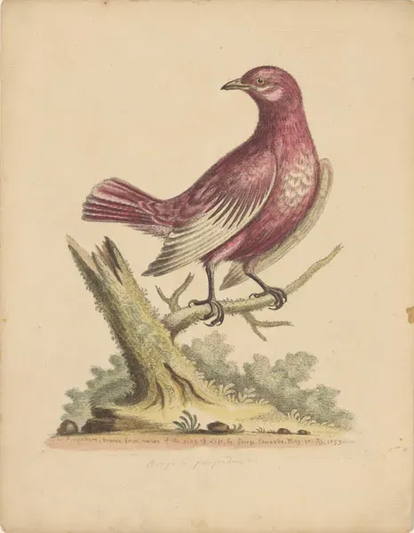 File:Xipholena punicea by EDWARDS, GEORGE - GMII.jpg