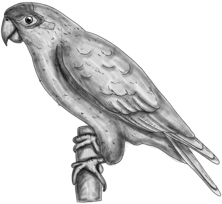 File:Pionopsitta pileata BYN.jpg